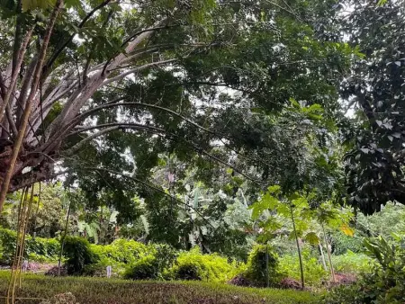 Appartement spacieux à Sainte-Rose, 70 m² avec jardin - Photo 19