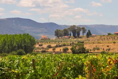 Casa da Capela, Chalet indépendant situé à Vila Flor avec piscine - Photo 28