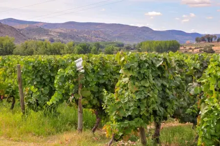 Casa do Caseiro, Maison de vacances confortable à Vila Flor avec piscine - Photo 25