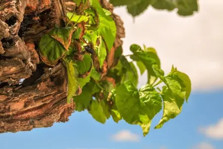 Casa do Caseiro, Maison de vacances confortable à Vila Flor avec piscine - Photo 29