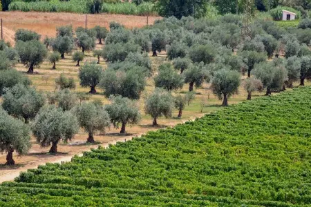 Casa do Caseiro, Maison de vacances confortable à Vila Flor avec piscine - Photo 31