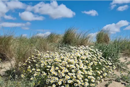 54 Charme et Confort, Appartement 4 personnes à Vendres - Photo 7
