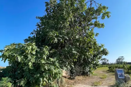 98 MAYSSA, Appartement 6 personnes à Sérignan - Photo 23