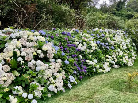 Gîte Le Prunier à Le Tampon, Gite 2 personnes à Le Tampon - Photo 8