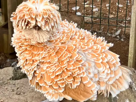 Gîte Le Prunier à Le Tampon, Gite 2 personnes à Le Tampon - Photo 17