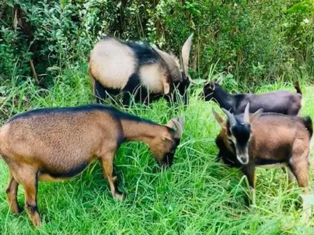 Gîte Le Prunier à Le Tampon, Gite 2 personnes à Le Tampon - Photo 18