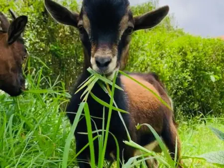 Gîte Le Prunier à Le Tampon, Gite 2 personnes à Le Tampon - Photo 19
