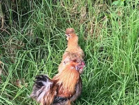 Gîte Le Prunier à Le Tampon, Gite 2 personnes à Le Tampon - Photo 21