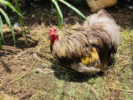 Gîte Le Prunier à Le Tampon, Gite 2 personnes à Le Tampon - Photo 22
