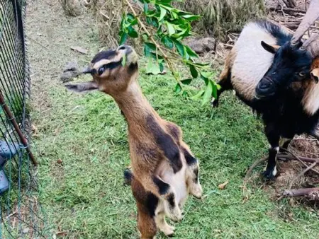 Gîte Le Prunier à Le Tampon, Gite 2 personnes à Le Tampon - Photo 23