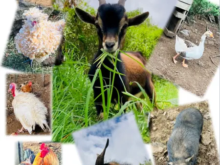 Studio rural pour 2 personnes à Bourg Murat, La Réunion - Photo 10