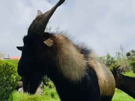 Studio rural pour 2 personnes à Bourg Murat, La Réunion - Photo 13