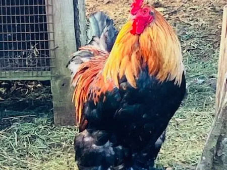 Studio rural pour 2 personnes à Bourg Murat, La Réunion - Photo 14
