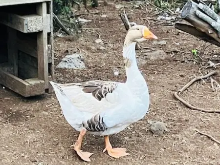 Studio rural pour 2 personnes à Bourg Murat, La Réunion - Photo 15