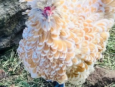 Studio rural pour 2 personnes à Bourg Murat, La Réunion - Photo 16