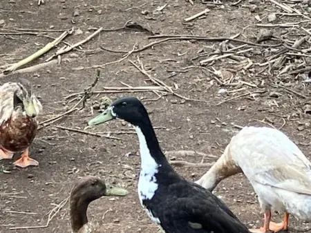 Studio rural pour 2 personnes à Bourg Murat, La Réunion - Photo 17
