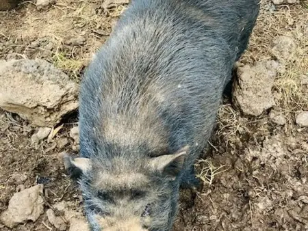 Studio rural pour 2 personnes à Bourg Murat, La Réunion - Photo 18