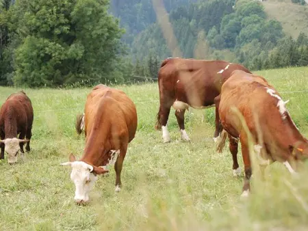 Appartement avec piscine chauffée, terrasse et parking à Notre-Dame-de-Bellecombe - Photo 26