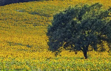 Location Appartement 4 personnes à Montevarchi - Photo 6