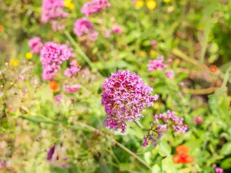 La Terrasse, Appartement 6 personnes à Sint Idesbald - Photo 25