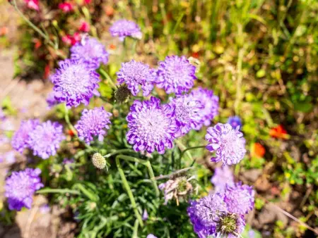 La Terrasse, Appartement 6 personnes à Sint Idesbald - Photo 27