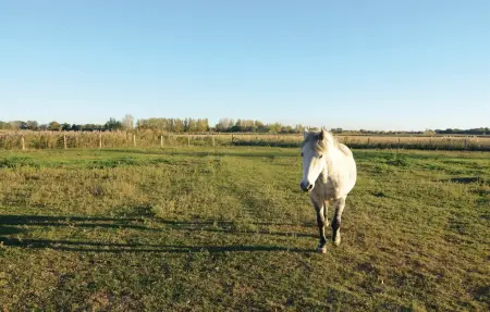 Le Cyprès, Maison 4 personnes à Le Sambuc - Photo 34