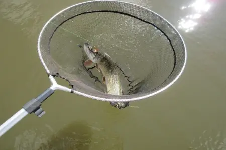 Vijverzicht, Chalet dans un parc avec un étang de pêche - Photo 20