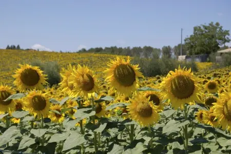Sparsa Girasole, Charme rustique, confort moderne - Photo 19