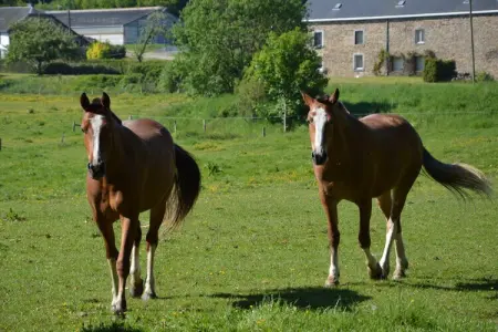 Le Bouton d'Or, Maison dans les Ardennes près Vallée du Goût - Photo 24
