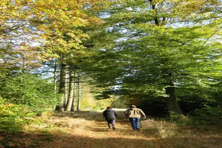 Les Jardins de l'Ourthe 8, Maison à Houffalize avec Sauna - Photo 9