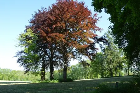 Miss Chloé, Maison à Durbuy avec Jardin & Barbecue - Photo 28