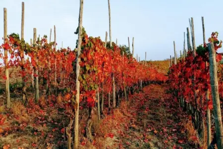 Carrù, Manoir à Langhe avec Piscine et Vignoble - Photo 37