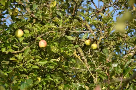 La Buse, Maison de vacances dans un cadre paisible jardin - Photo 25