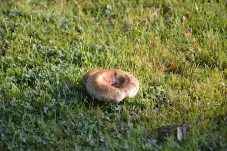 La Buse, Maison de vacances dans un cadre paisible jardin - Photo 27