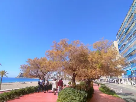 Velazquez, Appartement 6 personnes à Benidorm - Photo 21