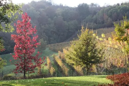 Niella, Studio à Bastia Mondovì avec piscine et vignoble - Photo 32