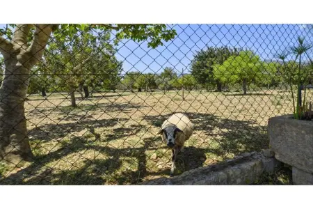 Tabou, Maison à Selva avec piscine privée - Photo 27