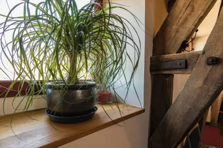 Altillac - Le Combelle, Maison de vacances à Altillac avec piscine privée - Photo 39