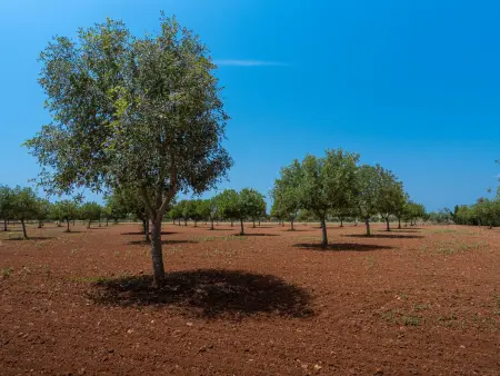 Son Viquet, Maison 6 personnes à Campos - Photo 40