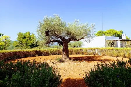Finca Planetas, Demeure boutique avec piscine à Ibiza. - Photo 64