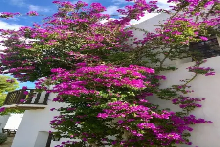 Finca Planetas, Demeure boutique avec piscine à Ibiza. - Photo 65