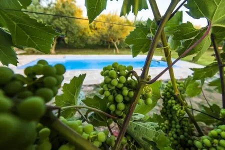 Holiday house LU, Maison près de l'Adriatique et Krka - Photo 37