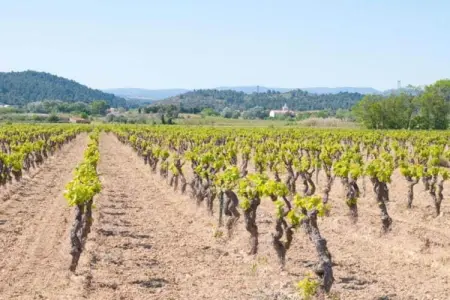 Aux Arbres Verts, Villa à Pouzols avec piscine et vignobles - Photo 34