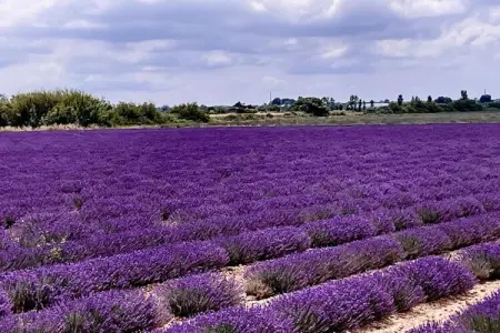 Fleur de Sel - Aigues Mortes 3, Maisonette à Aigues-Mortes près de Camargue - Photo 19