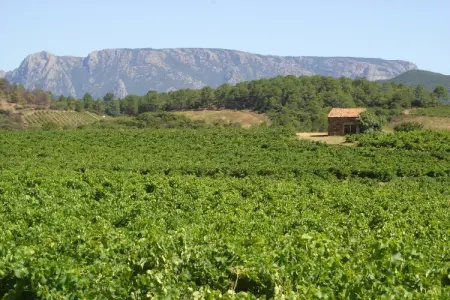 Les Mûriers, Villa Vignoble Tranquille, Berlou - Photo 33