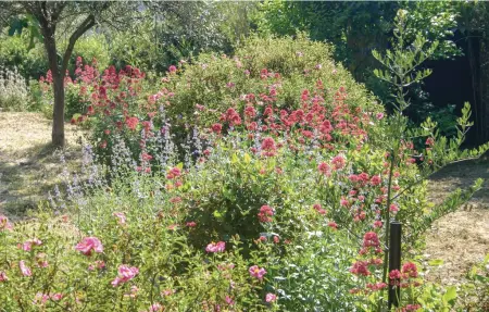 Maison 7 personnes à St Pons de Mauchiens - Photo 14