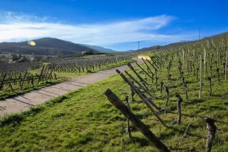 Le Domaine des Rois 1, Retraite paisible en Alsace - Photo 19