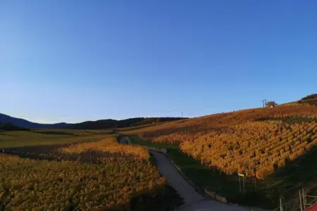 Le Domaine des Rois 1, Retraite paisible en Alsace - Photo 25