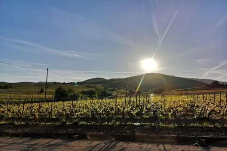 Le Domaine des Rois 1, Retraite paisible en Alsace - Photo 32
