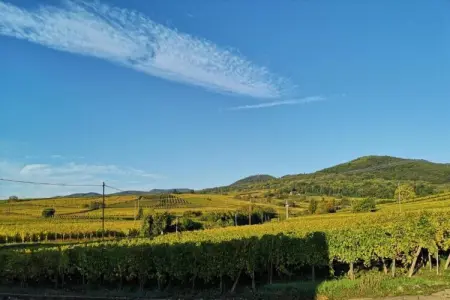 Le Domaine des Rois 2, Appartement à Bergheim près du village - Photo 14